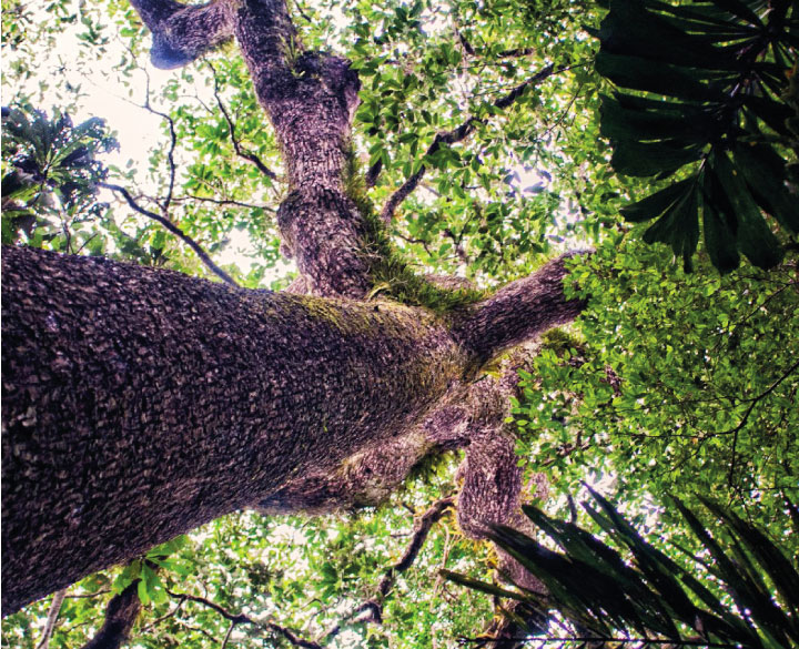 Informing Forest Policy in Peru