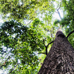 Giants of the Amazon