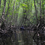 Mangrove roots