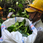 Collecting biomass