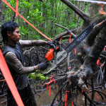 Mangrove tree