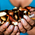 Peru’s nut collectors