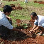 Planting and seedlings